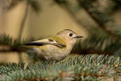 Wintergoldhähnchen (Regulus regulus) #2