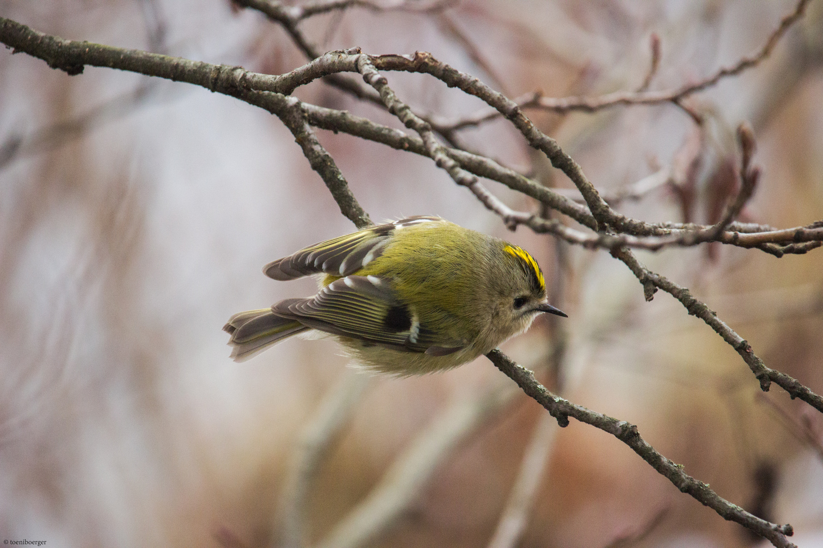 Wintergoldhähnchen (Regulus regulus)