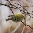 Wintergoldhähnchen (Regulus regulus)