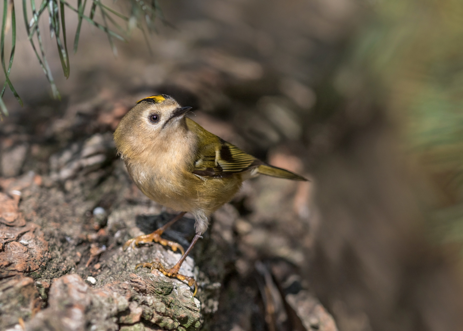 Wintergoldhähnchen (Regulus regulus)