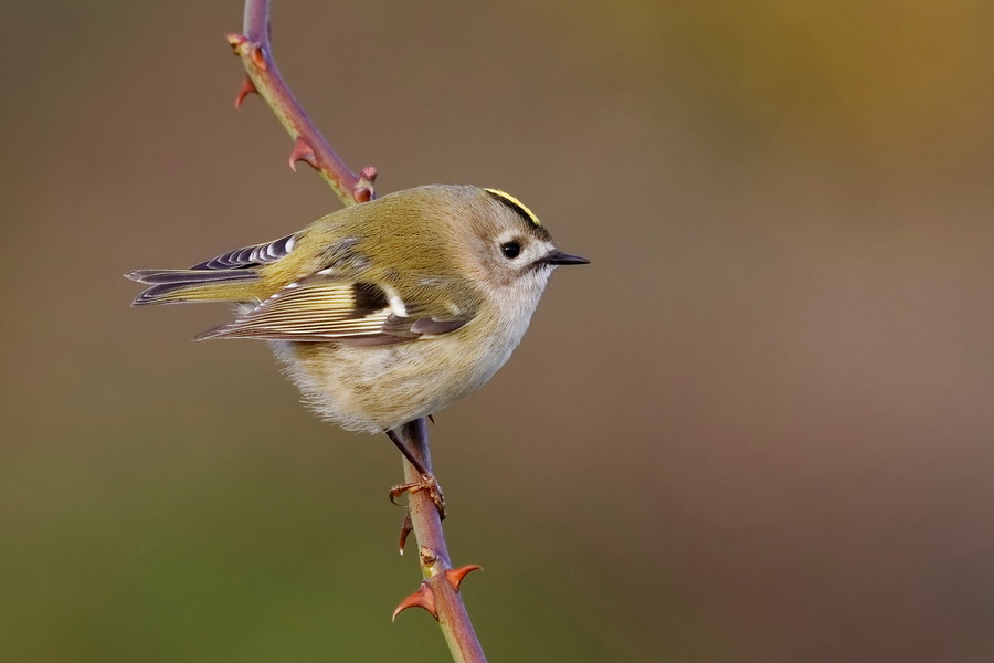 Wintergoldhähnchen ( regulus regulus )