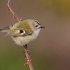 Wintergoldhähnchen ( regulus regulus )