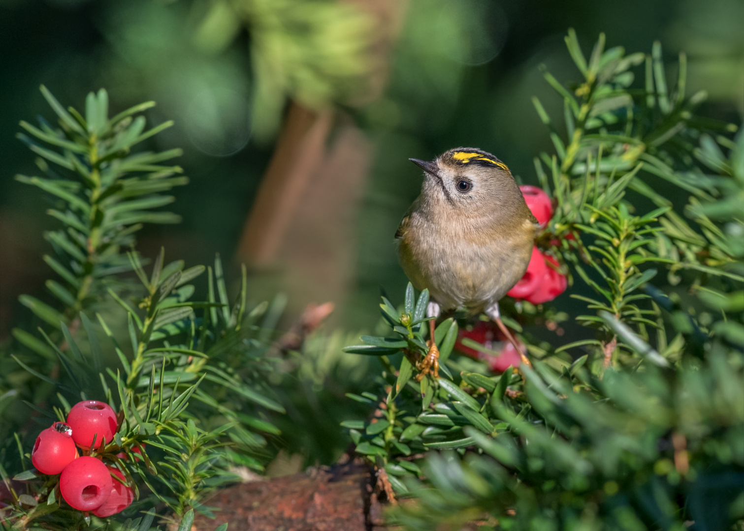 Wintergoldhähnchen (Regulus regulus)