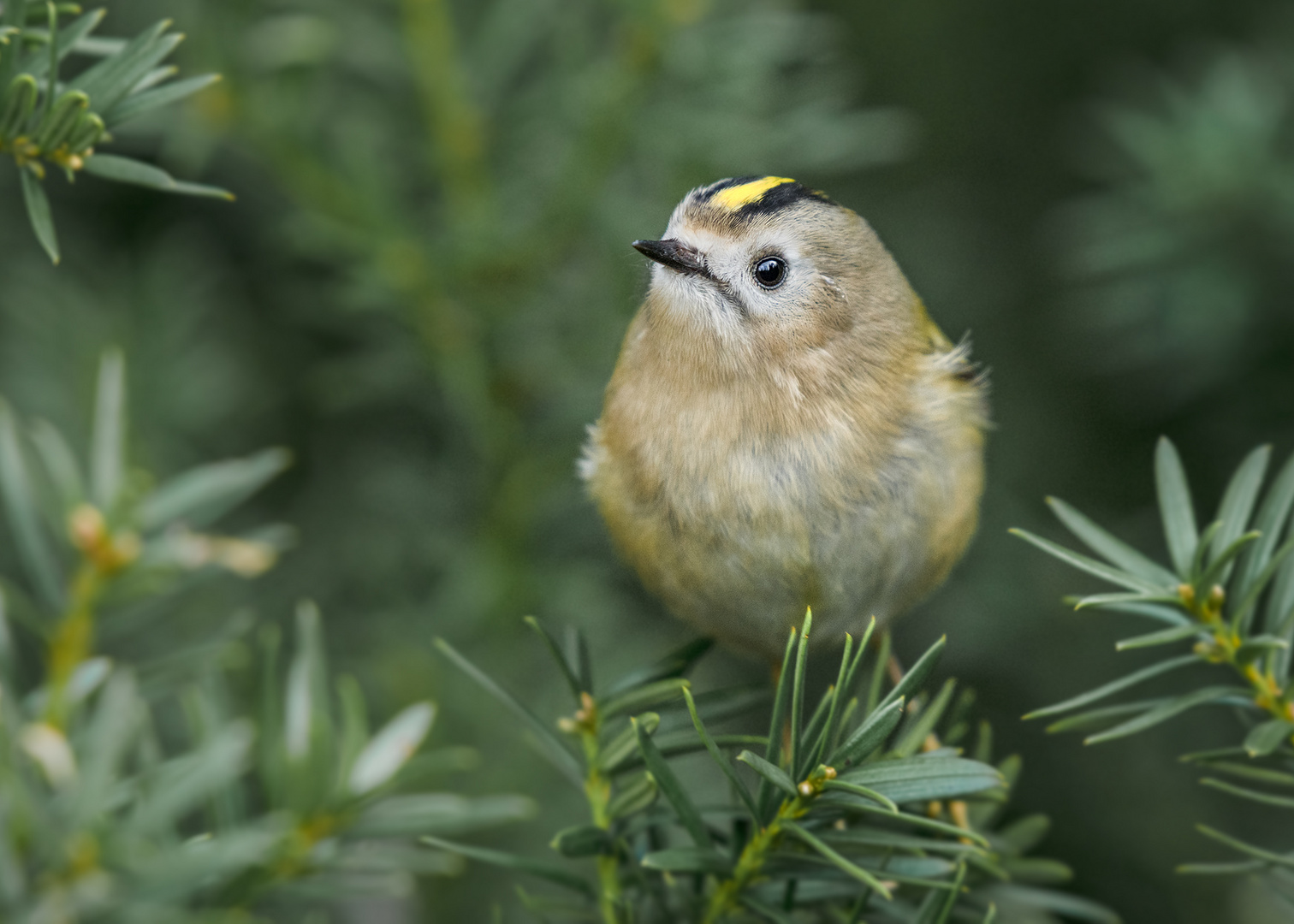 Wintergoldhähnchen (Regulus regulus)