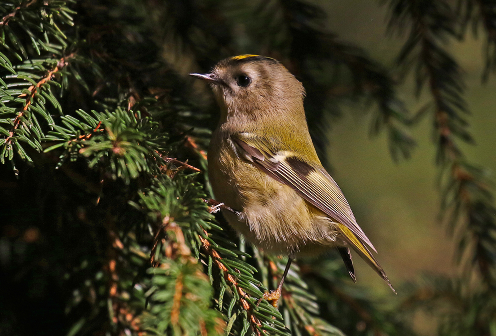 Wintergoldhähnchen (Regulus regulus)