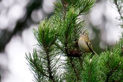 Wintergoldhähnchen (Regulus regulus)