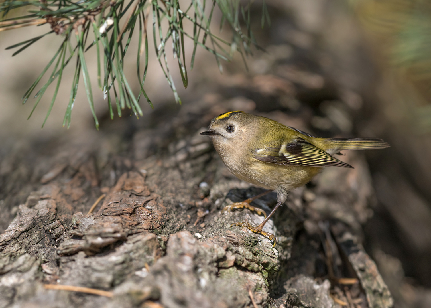 Wintergoldhähnchen (Regulus regulus)