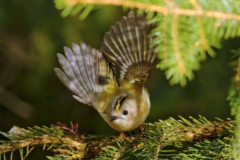 Wintergoldhähnchen ( Regulus regulus)