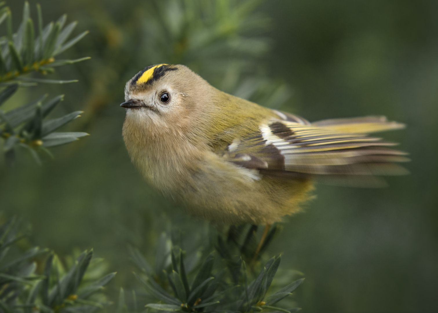  Wintergoldhähnchen (Regulus regulus) 