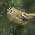  Wintergoldhähnchen (Regulus regulus) 