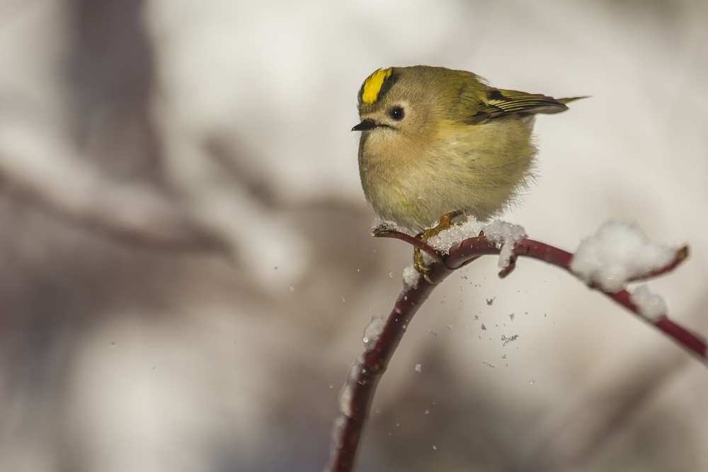 Wintergoldhähnchen (Regulus regulus)