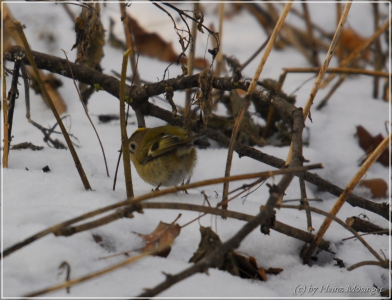 Wintergoldhähnchen (Regulus regulus)