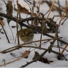 Wintergoldhähnchen (Regulus regulus)