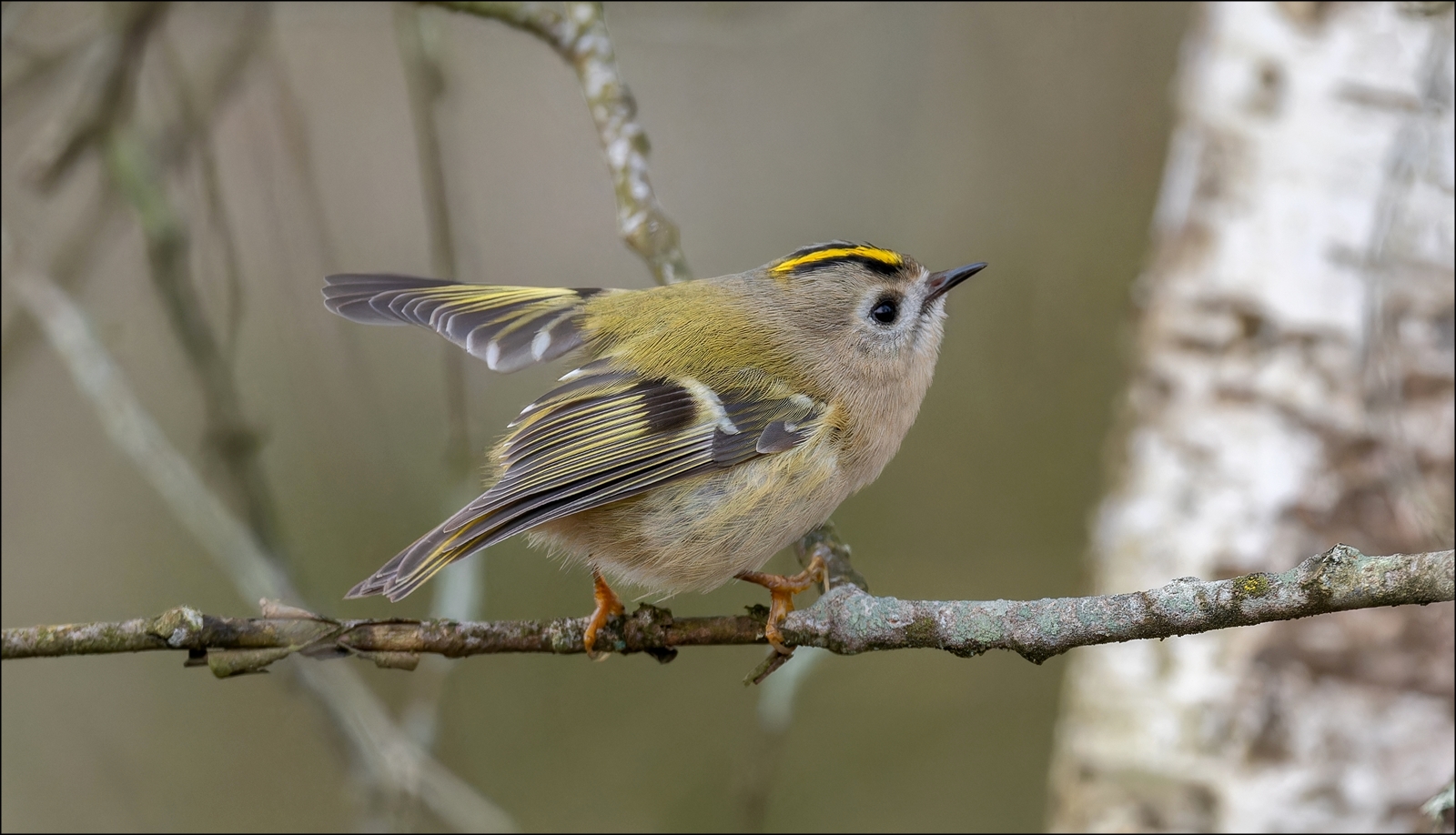 Wintergoldhähnchen (Regulus regulus)