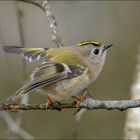 Wintergoldhähnchen (Regulus regulus)