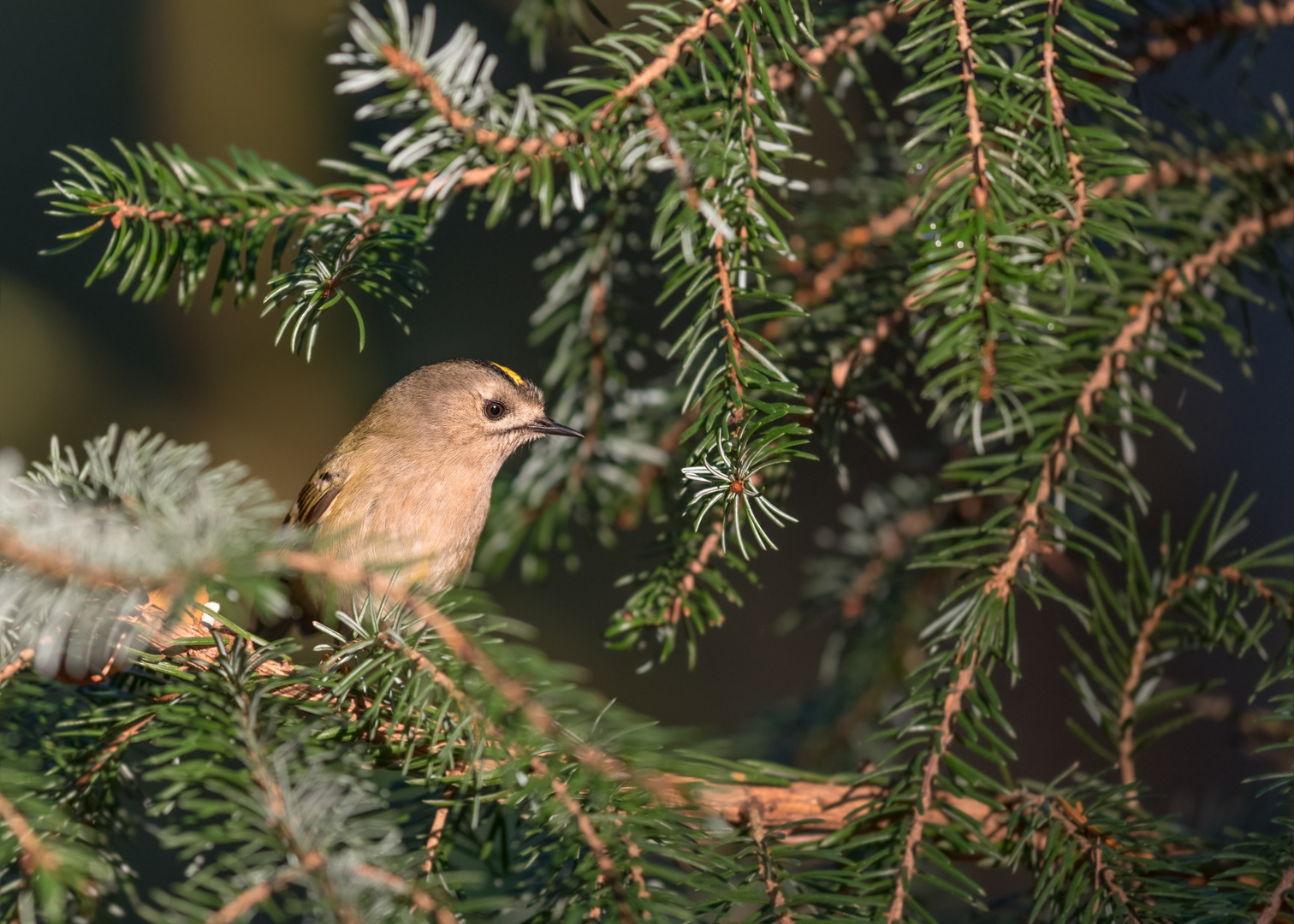 Wintergoldhähnchen (Regulus regulus) 