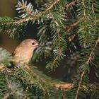 Wintergoldhähnchen (Regulus regulus) 