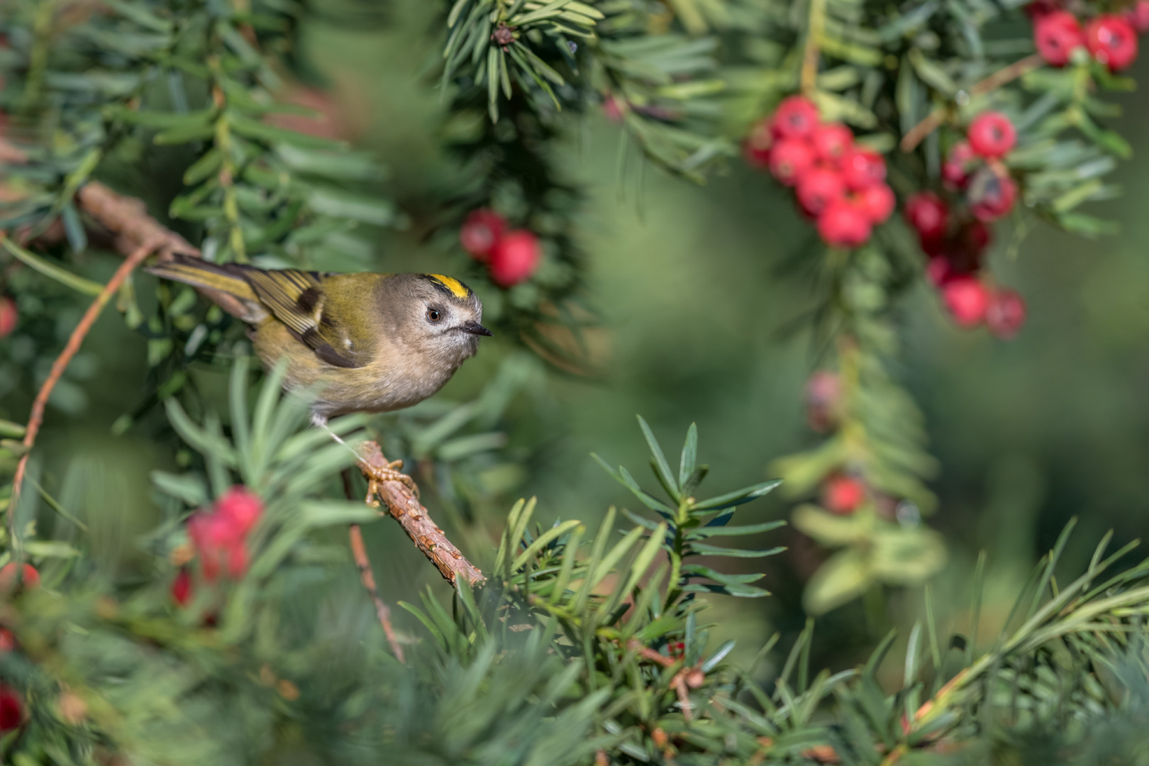 Wintergoldhähnchen (Regulus regulus) 