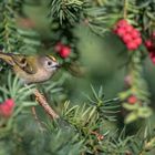 Wintergoldhähnchen (Regulus regulus) 