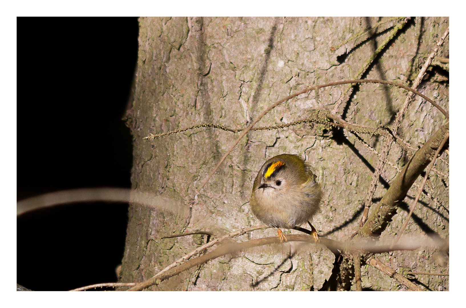 Wintergoldhähnchen (Regulus regulus)