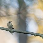 Wintergoldhähnchen (Regulus regulus)