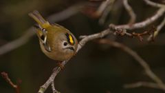 Wintergoldhähnchen (Regulus regulus)