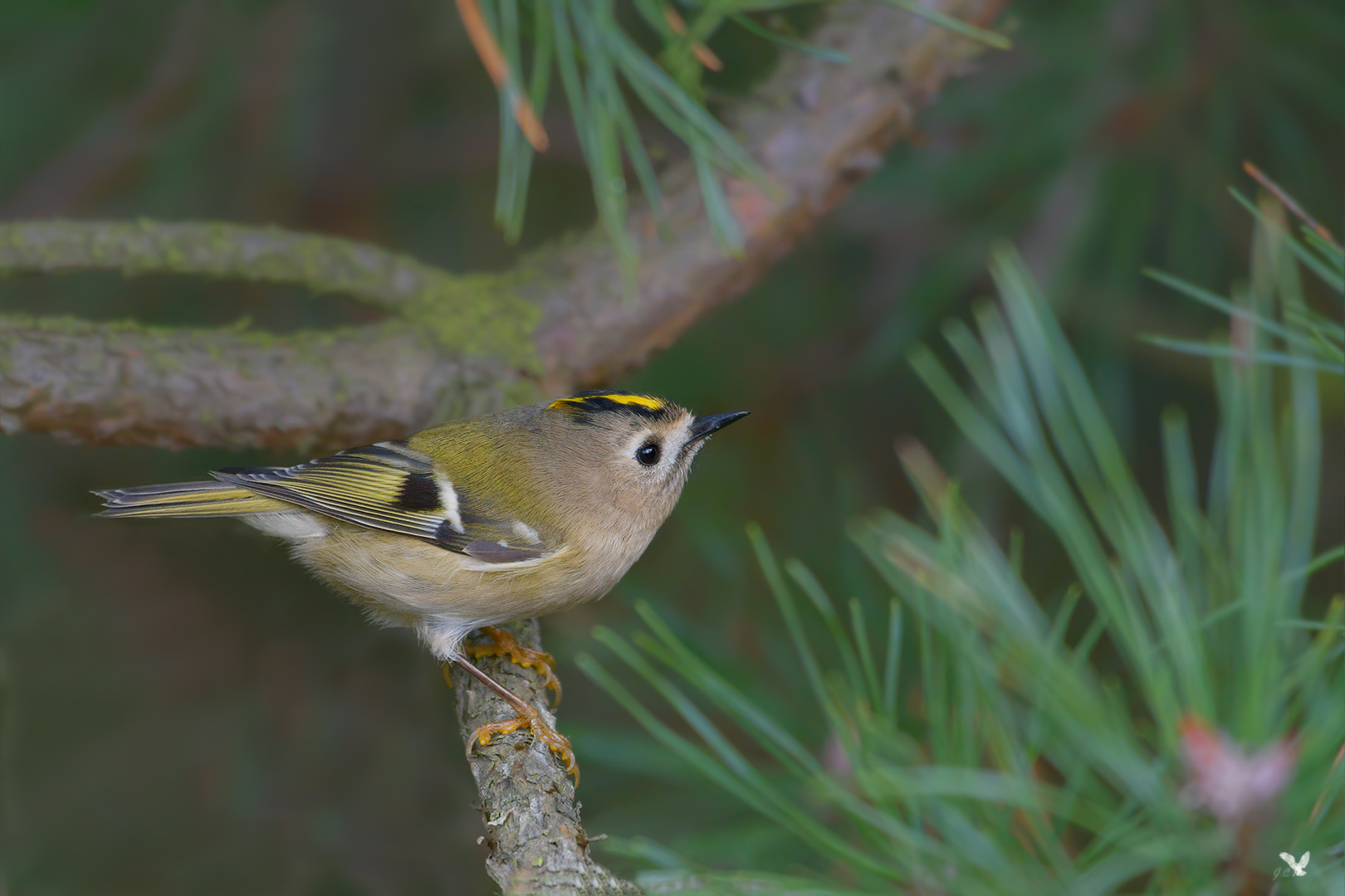 *Wintergoldhähnchen (Regulus regulus) ... 