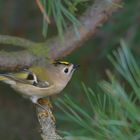 *Wintergoldhähnchen (Regulus regulus) ... 