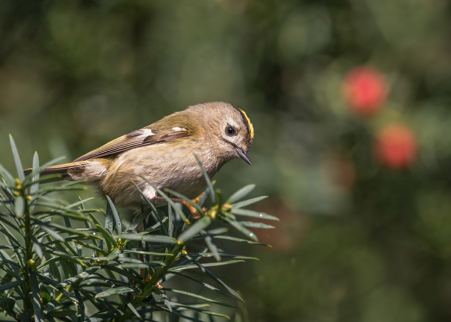 Wintergoldhähnchen (Regulus regulus)