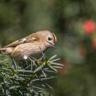 Wintergoldhähnchen (Regulus regulus)