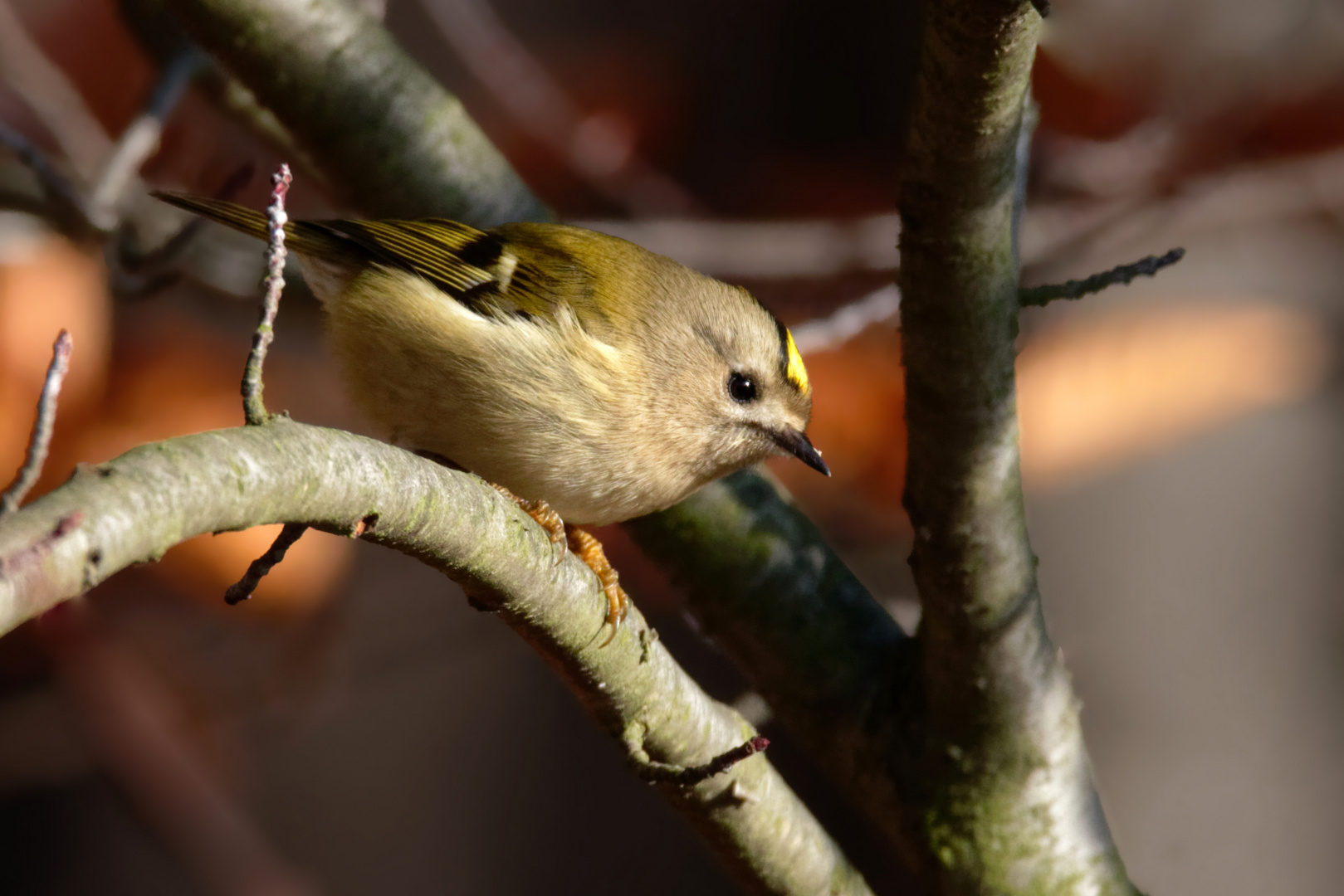 Wintergoldhähnchen ( Regulus regulus)  am Waldrand 