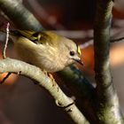 Wintergoldhähnchen ( Regulus regulus)  am Waldrand 