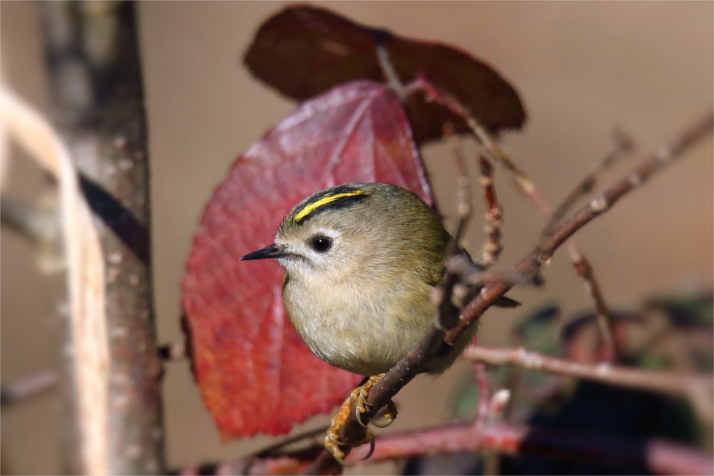 Wintergoldhähnchen - Regulus regulus - auf der Waldbühne