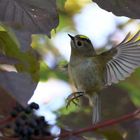 Wintergoldhähnchen (Regulus regulus) auf Futtersuche