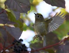 Wintergoldhähnchen (Regulus regulus) auf Futtersuche