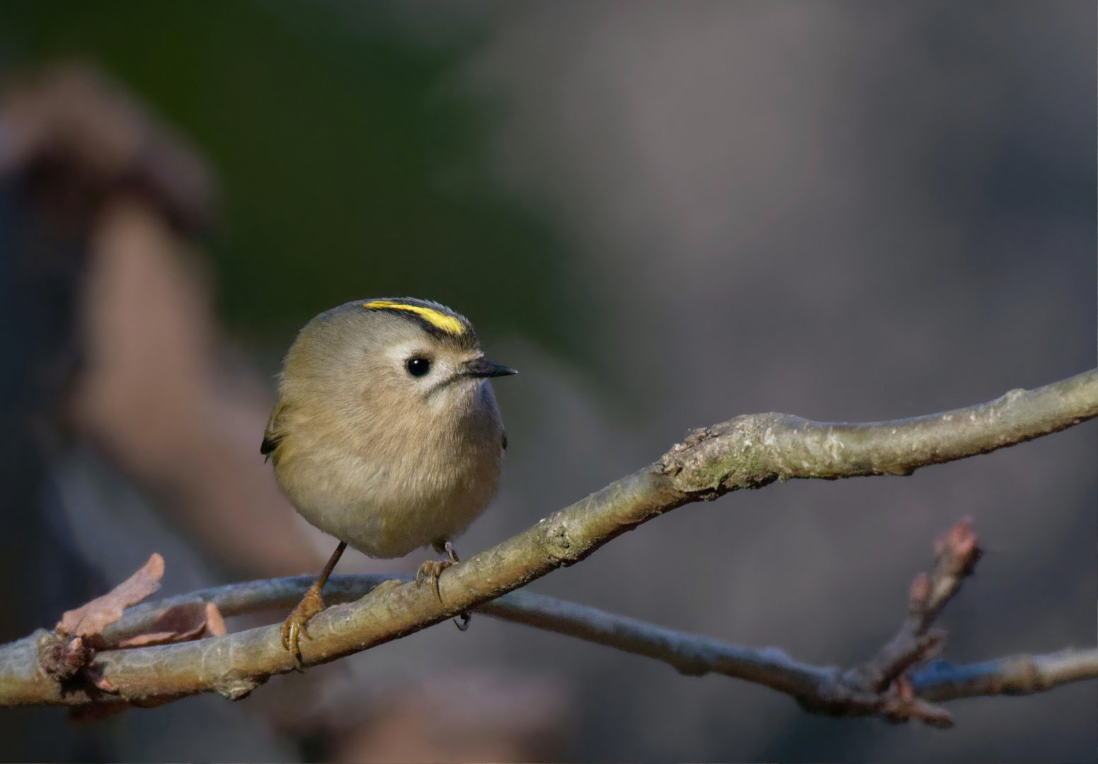 Wintergoldhähnchen - Regulus regulus