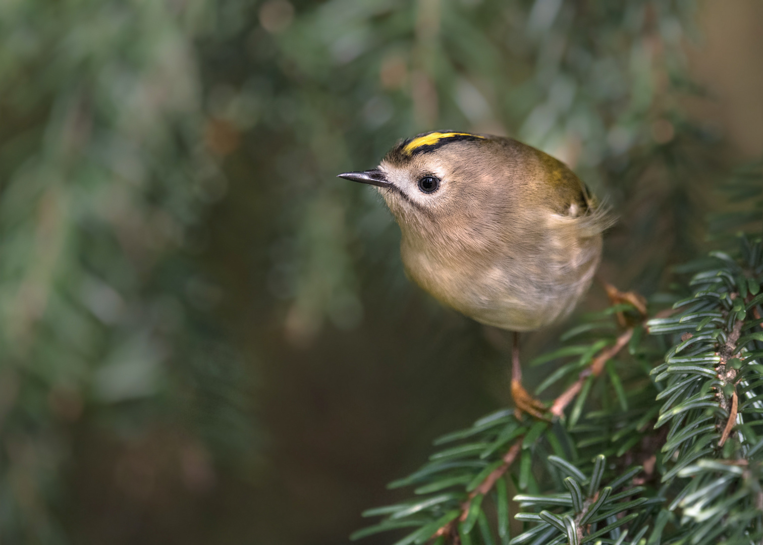 Wintergoldhähnchen (Regulus regulus)