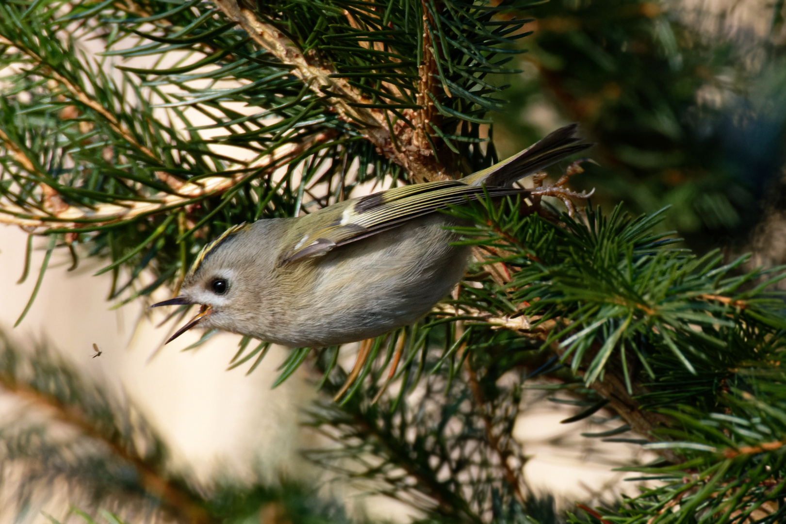 Wintergoldhähnchen ( Regulus regulus) bei der Futtersuche