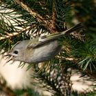 Wintergoldhähnchen ( Regulus regulus) bei der Futtersuche