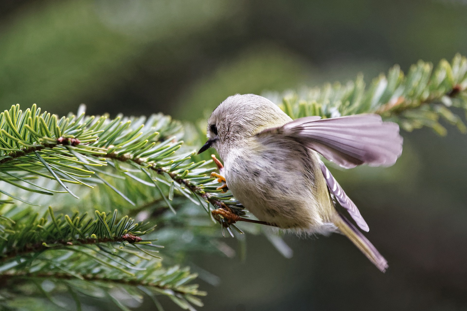 Wintergoldhähnchen (Regulus regulus)