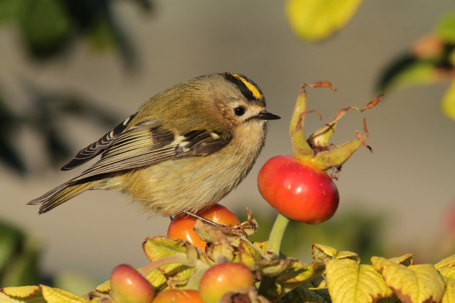 Wintergoldhähnchen ( Regulus regulus )