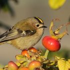 Wintergoldhähnchen ( Regulus regulus )