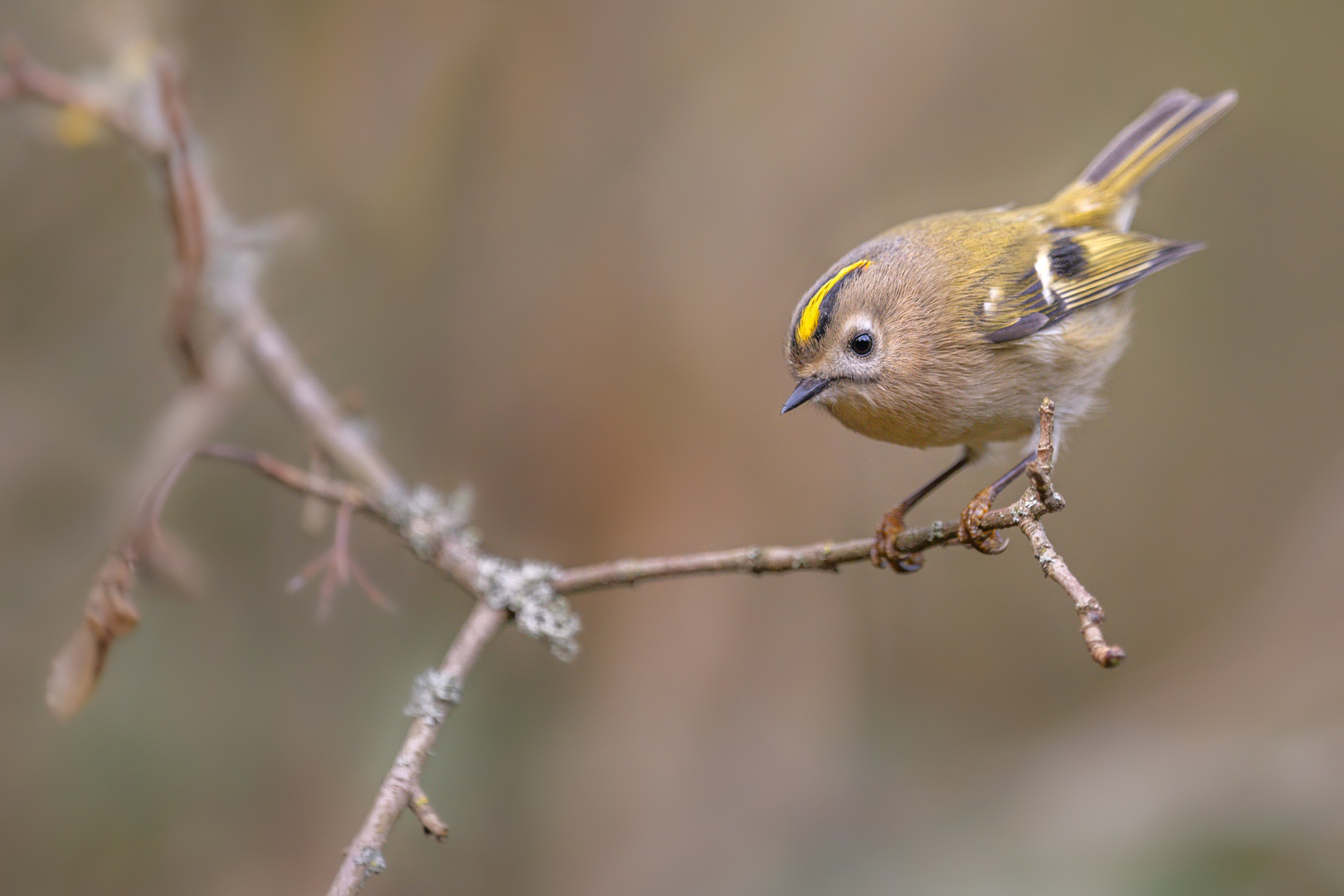 Wintergoldhähnchen (Regulus regulus)