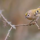 Wintergoldhähnchen (Regulus regulus)