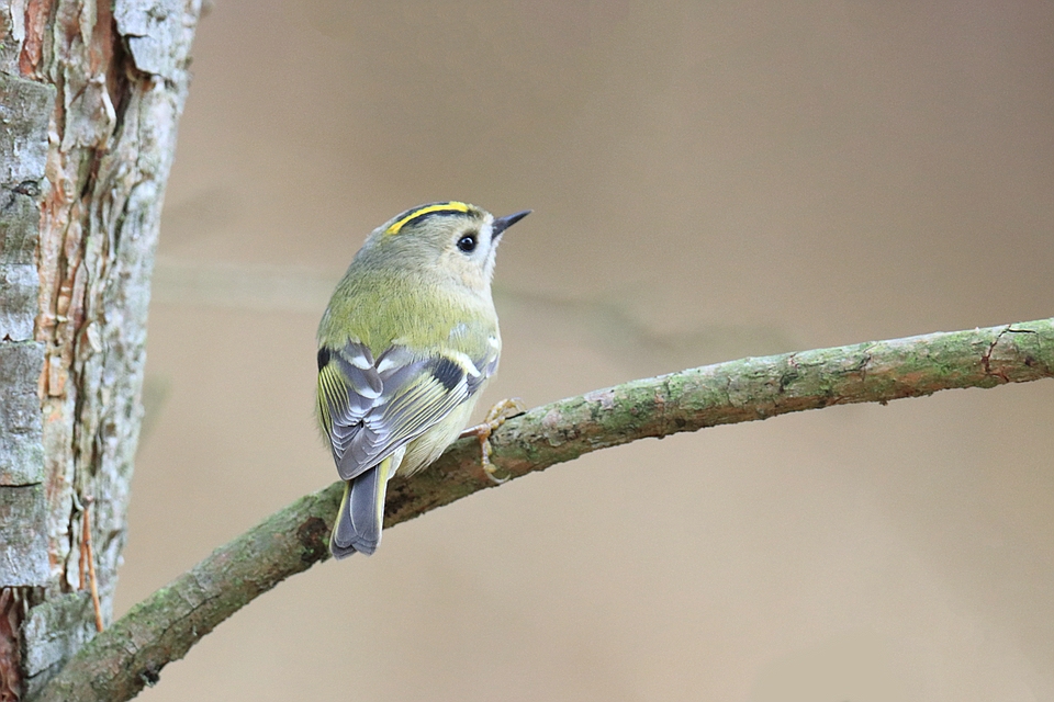 Wintergoldhähnchen - Regulus regulus