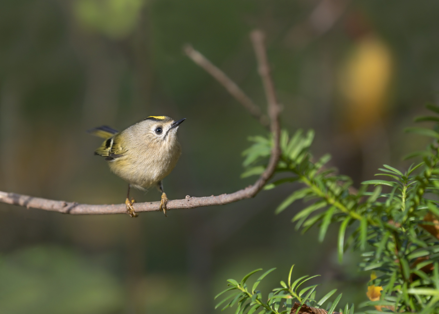 Wintergoldhähnchen (Regulus regulus)