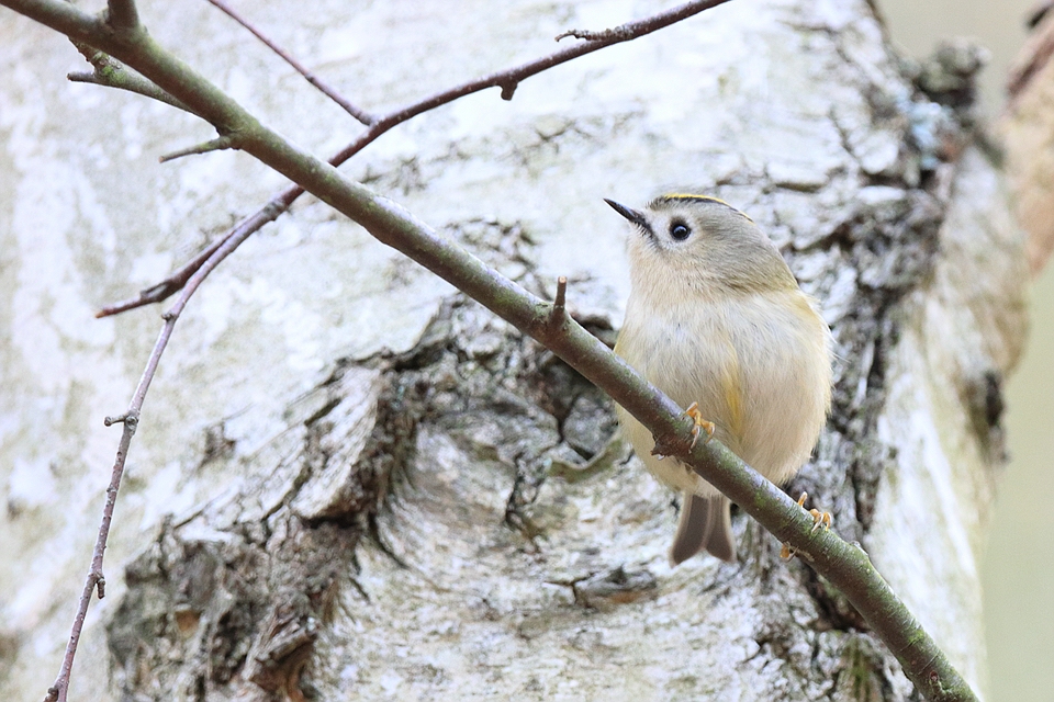 Wintergoldhähnchen - Regulus regulus