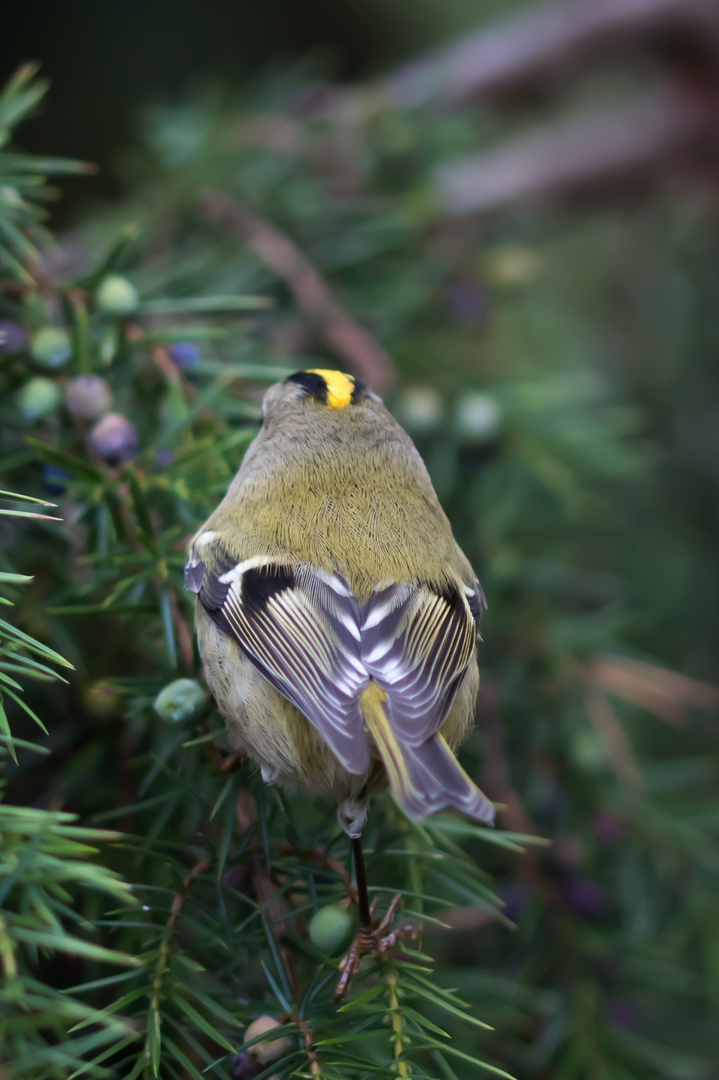 Wintergoldhähnchen (Regulus regulus)