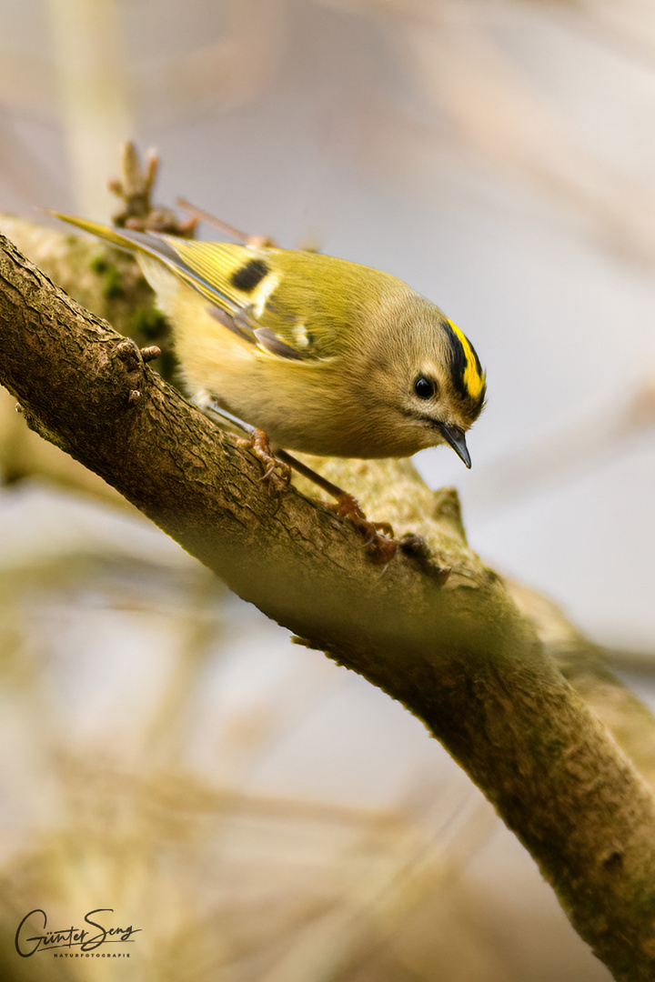 Wintergoldhähnchen (Regulus regulus) ....