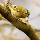 Wintergoldhähnchen (Regulus regulus) ....